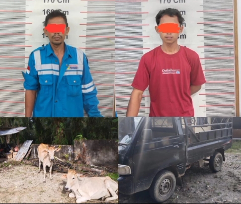 2 Pencuri Lembu Di Besitang Ditangkap 