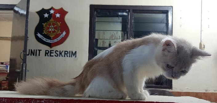 Pencuri Kucing Ditangkap Saat Mau Jual Kucing 