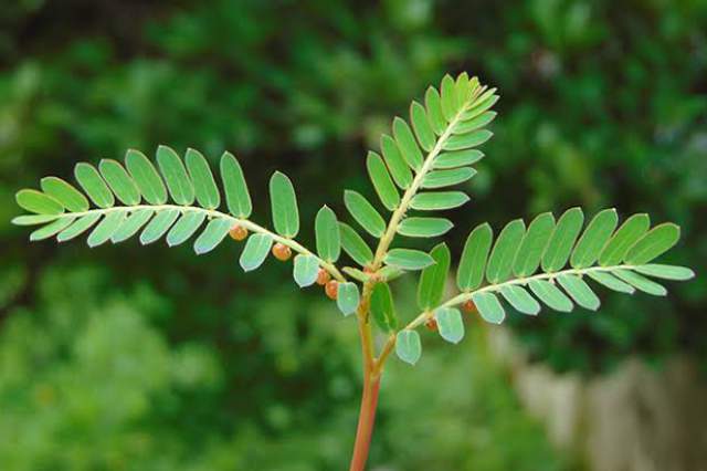 Cara Ampuh Menurunkan Asam Urat dengan Daun Meniran