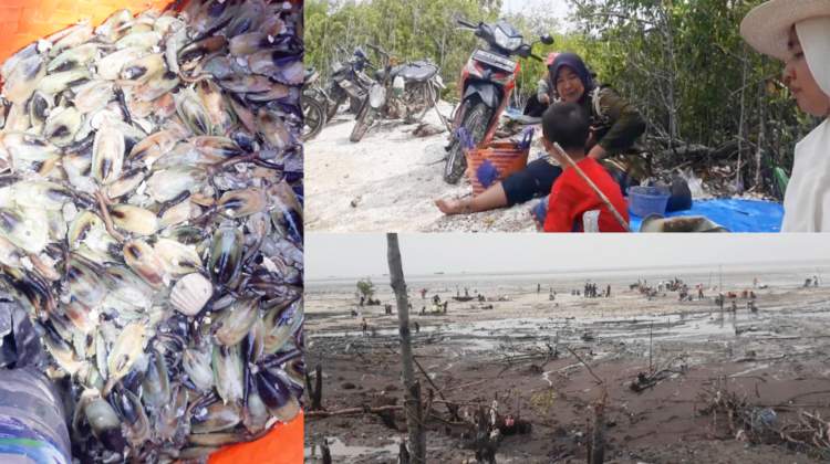 Warga Ramai-ramau Berburu Bare di Pantai Bersodaro Kualuh Leidong