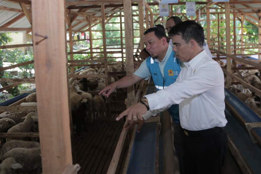 Dukung Peternak Milenial, PLN Peduli Serahkan Bantuan ke Kelompok Ternak Insani Farm