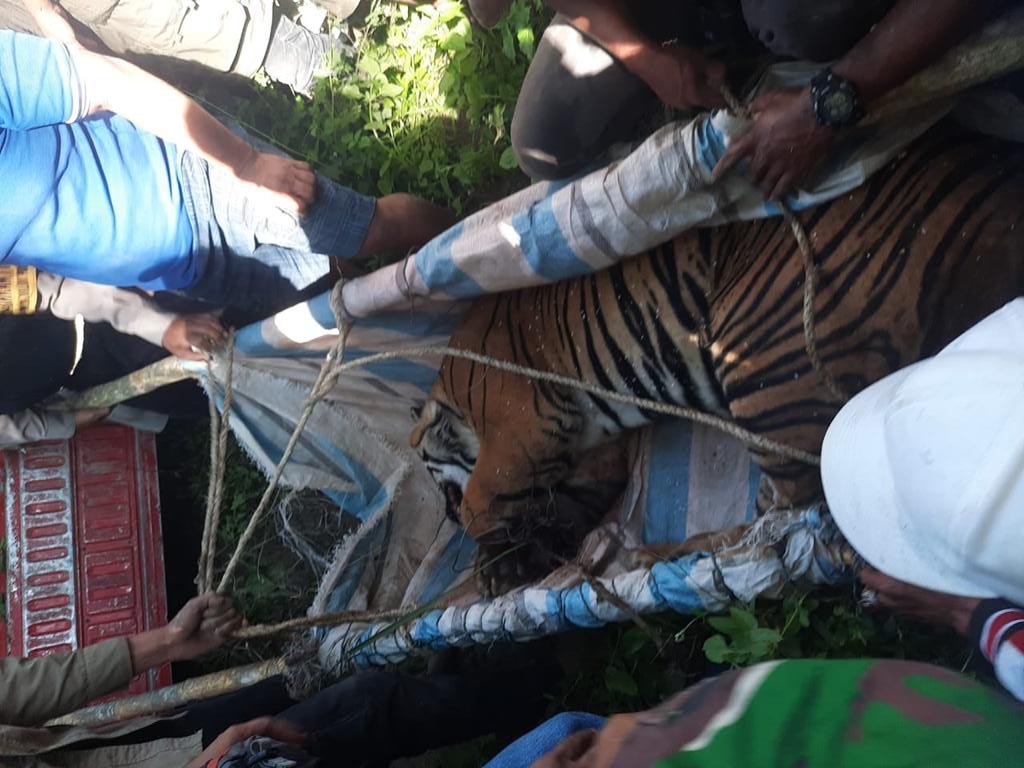 Heboh ! Harimau Sumatera Terjerat Perangkap Babi Di Simalungun