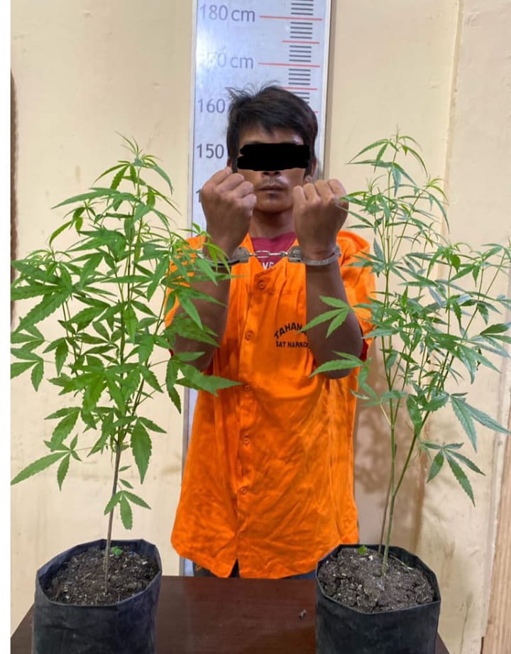 Tanam 2 Batang Pohon Ganja, Warga Sutomo Ditangkap Gegara Tanam Pohon Ganja