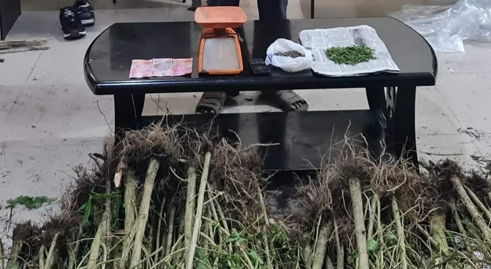 Satres Narkoba Polres Tanah Karo Ungkap Ladang Ganja Di Desa Sukanalu