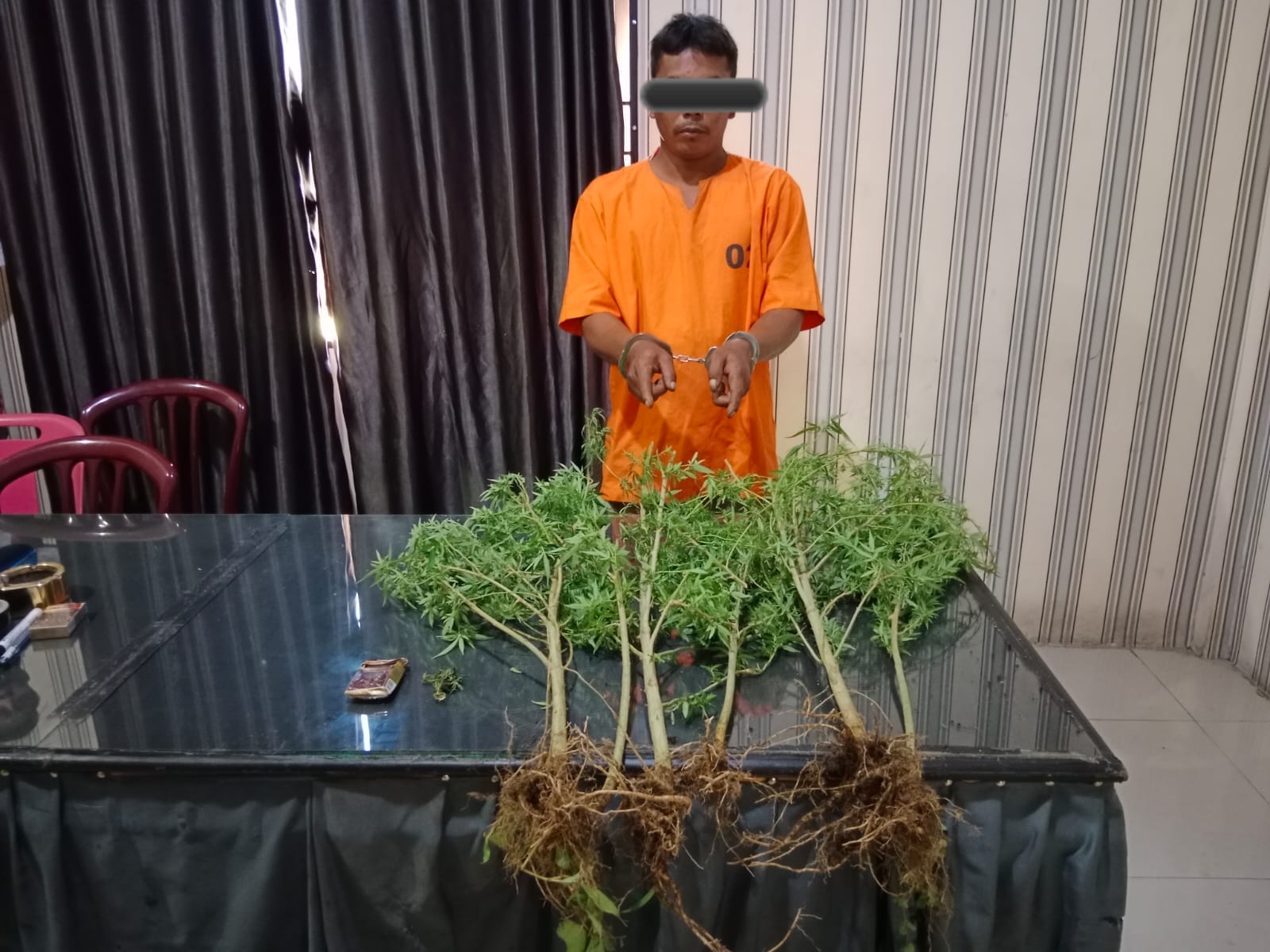 Tanam Ganja, MS Ditangkap Satnarkoba Polres Tanah Karo