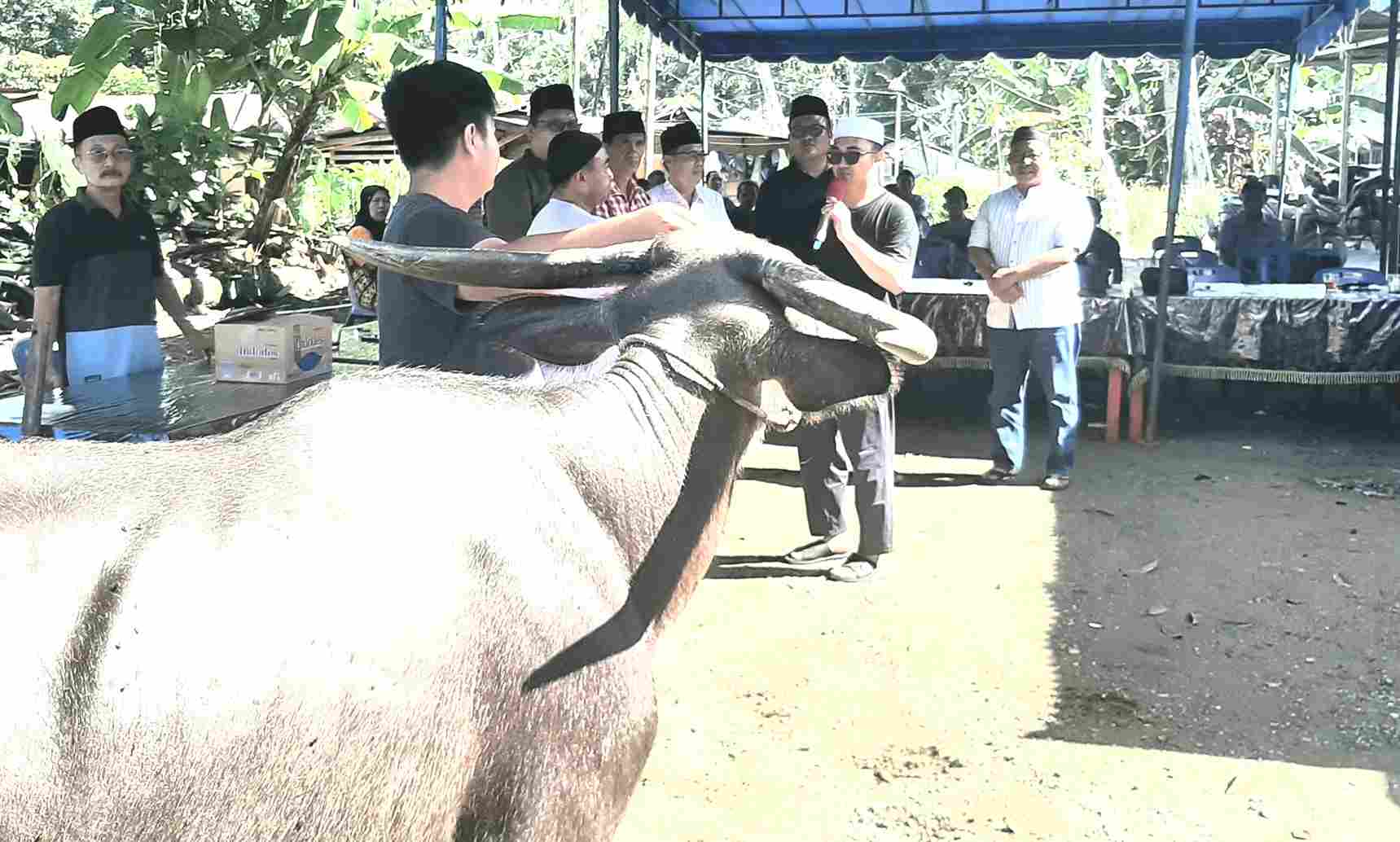 Idul Adha 2025, Haji Awaludin Pane Salurkan 3 Ekor Kerbau & Bantuan Sosial Di Nias.