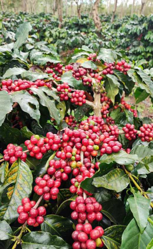 Hasil Transformasi, PTPN Target Produksi Kopi Tertinggi Mencapai 1.200 Ton