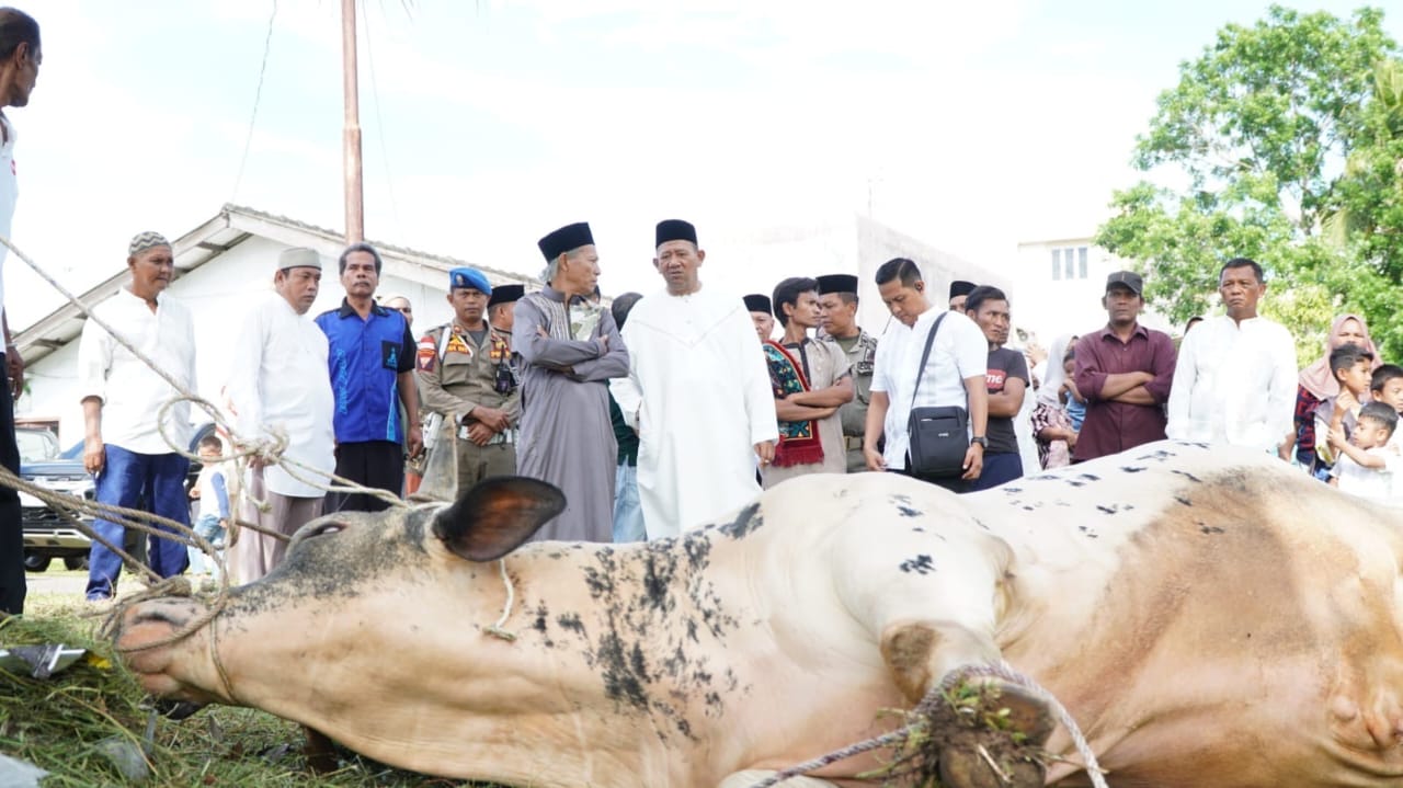 12 Sapi Qurban Dari Bupati Langkat, Wujud Nyata Kepedulian Untuk Warga Langkat