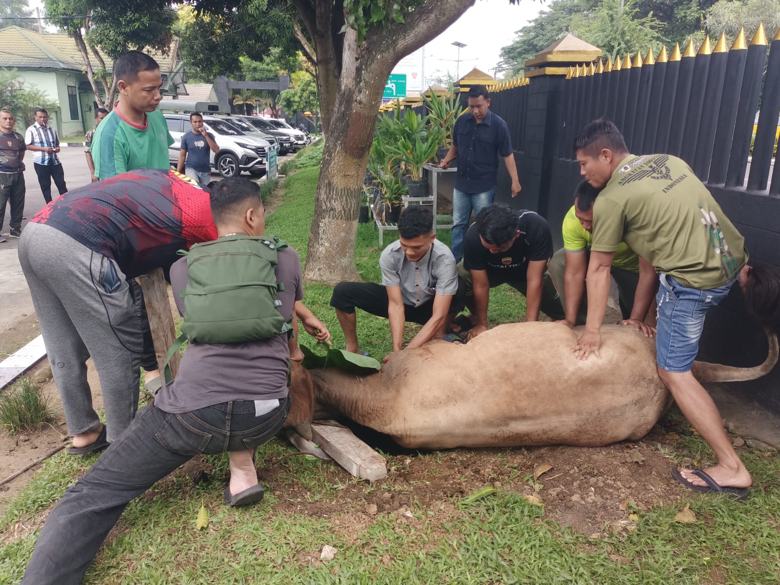 Peringati Idul Adha 1446 H, Kodim 0203/Langkat Qurban 6 Ekor Sapi dan 5 Ekor Kambing