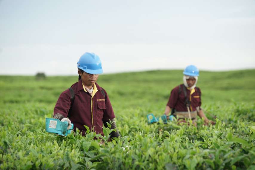 Optimalisasi Lahan Tidur di Kebun Teh Bah Butong PTPN IV Regional II Telah Melalui Kajian Mendalam