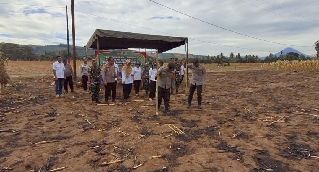 Polsek Tigabinanga Bersama Forkopimcam Laksanakan Penanaman Jagung Serentak Kuartal III di Lahan Perhutanan Sosial