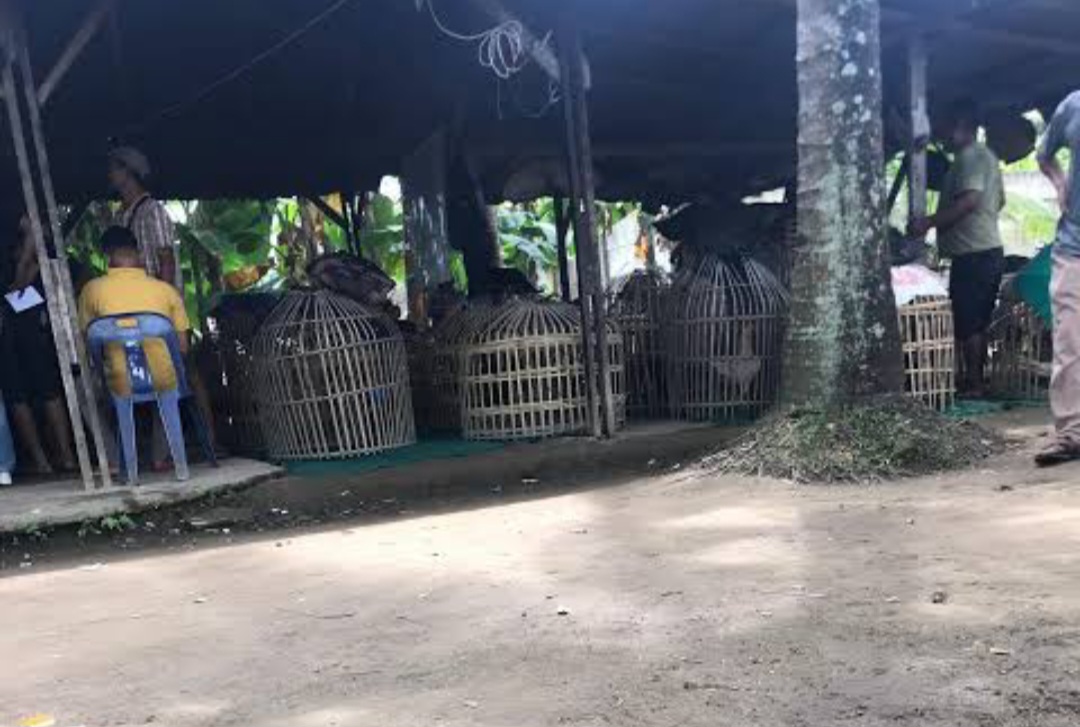 Ada apa? Kapolres Belawan Gak Berani Senggol Judi Dadu dan Sabung Ayam Pasar 4 Marelan