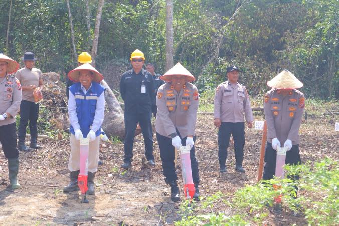Polres Madina bersama SMGP tanam jagung. 
