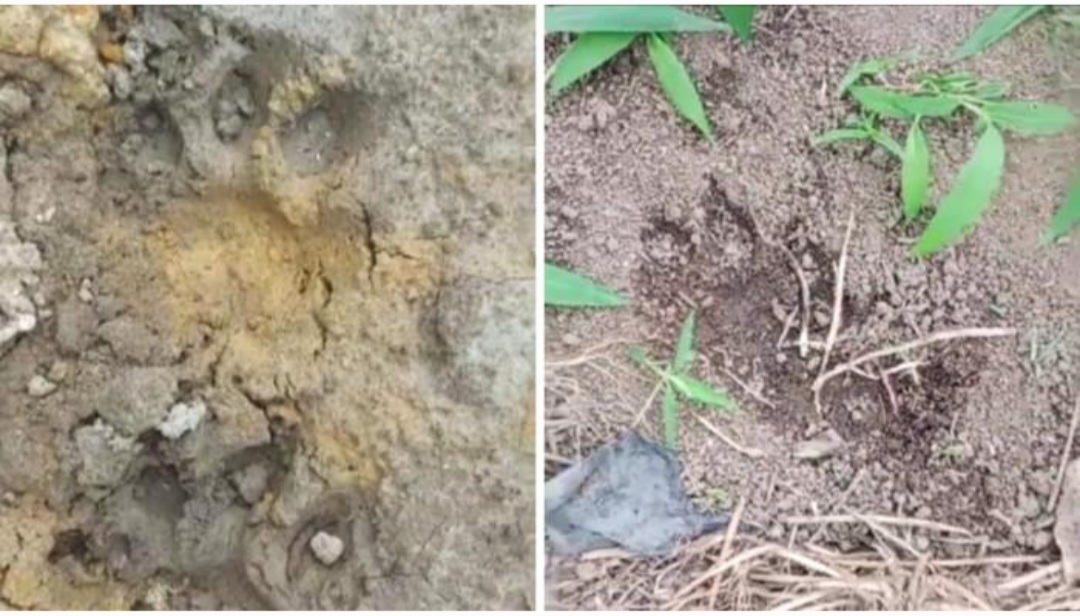 Geger, Warga Kutabulu Karo Temukan Jejak Harimau