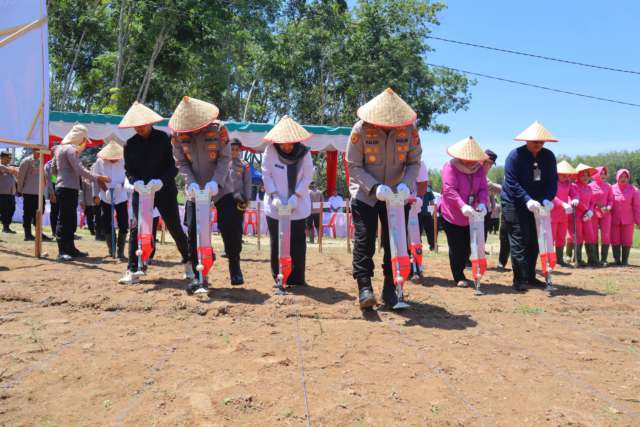 Kapolres Madina bersama jajaran tanam jagung. 