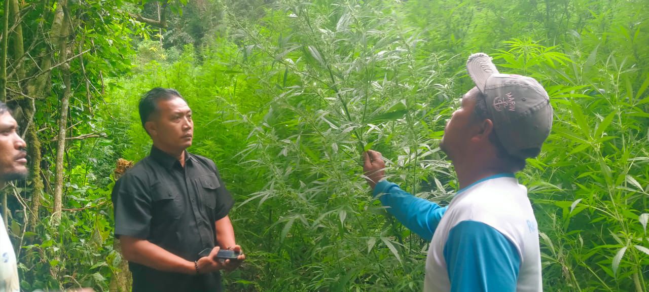 Deninteldam I/BB Temukan Ladang Ganja di Kawasan Hutan Sibuatan Karo