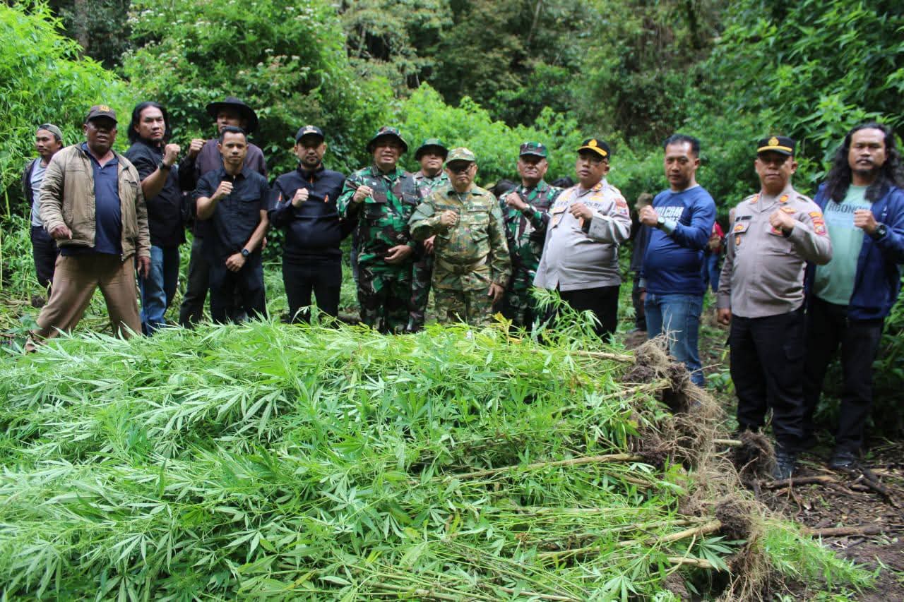 Ratusan Batang Tanaman Ganja di Hutan Sibuaten Kecamatan Merek