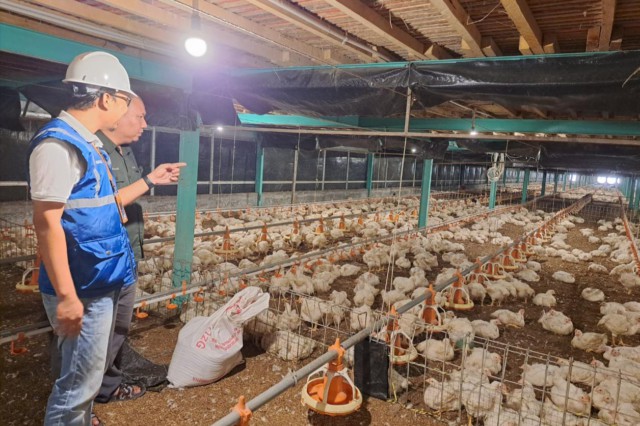 Kehadiran energi listrik yang andal dan terjangkau berdampak positif bagi daya beli masyarakat dan pertumbuhan ekonomi, salah satunya terhadap usaha pembibitan ayam di Muara Enim, Sumatera Selatan. (Ist)