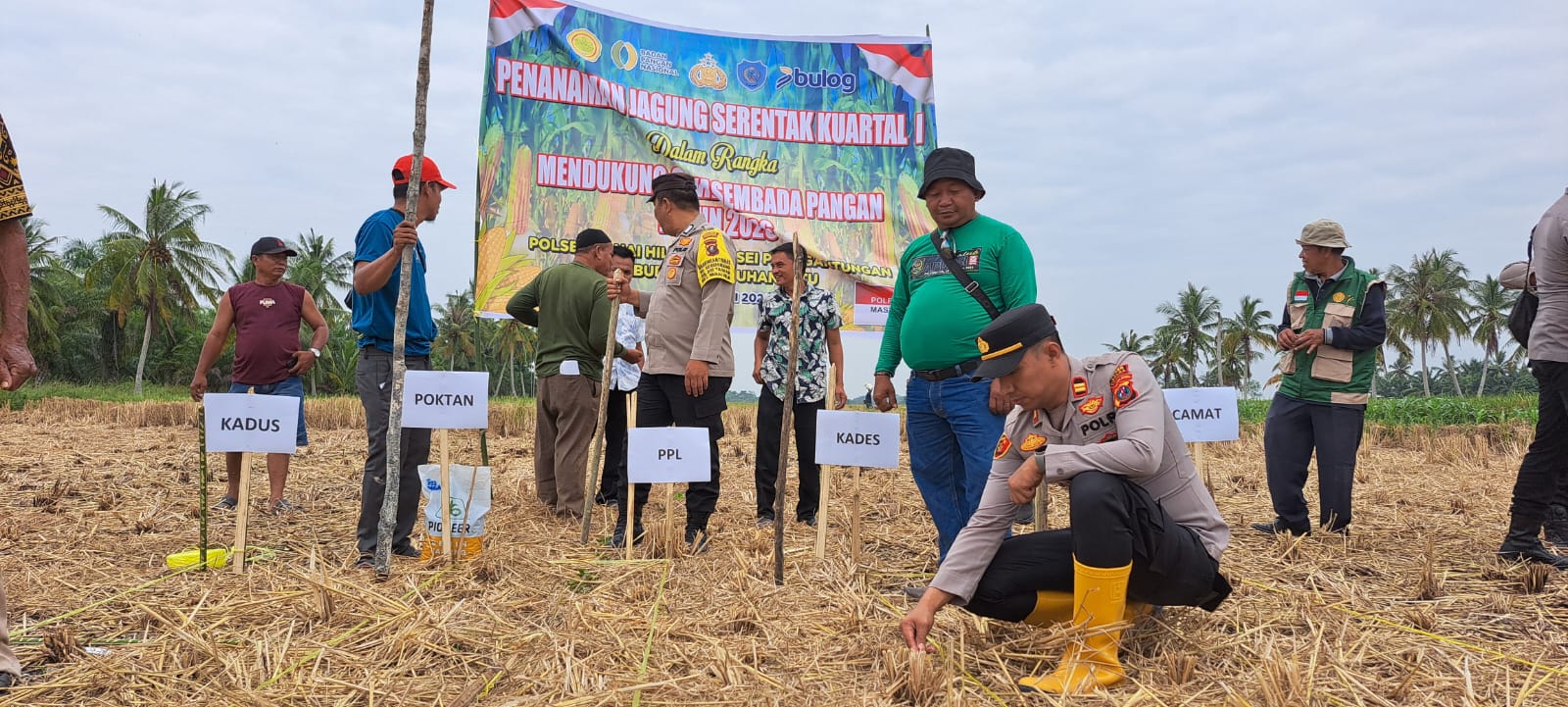Polsek Panai Hilir Pimpin Penanaman Jagung Serentak Kuartal I Dukung Swasembada Pangan 2026
