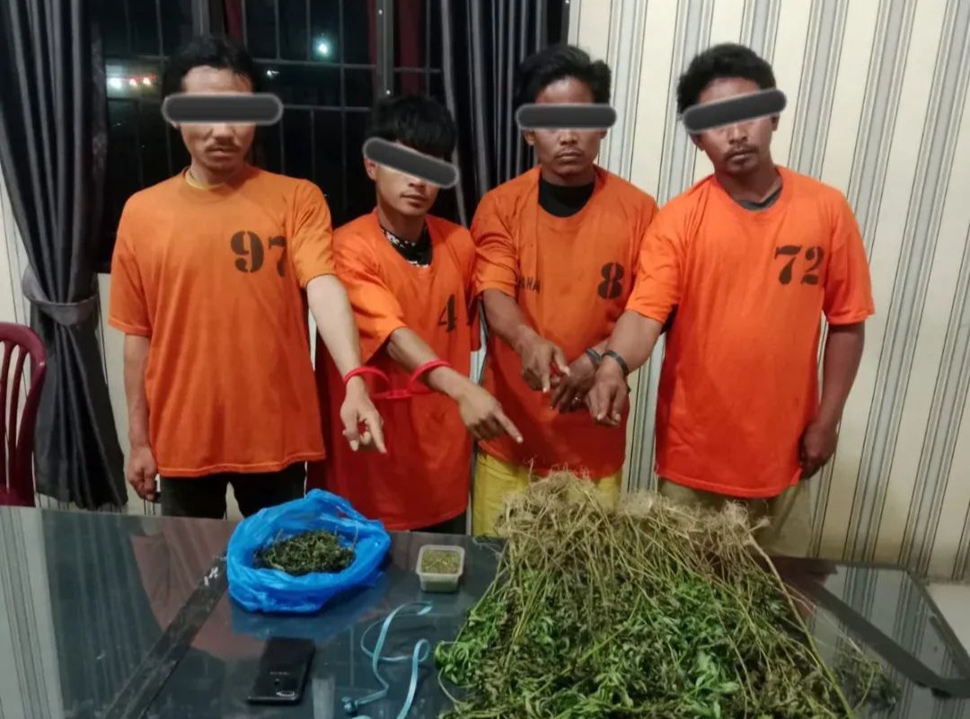 Empat Pria Diciduk Unit 1 Satnarkoba Polres Karo, 75 Batang Ganja Ditemukan di Perladangan Karo
