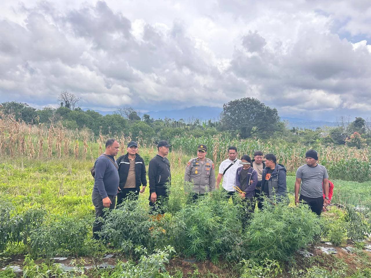 Petani Ganja di Merek, Karo Diamankan Satresnarkoba Polres Karo  