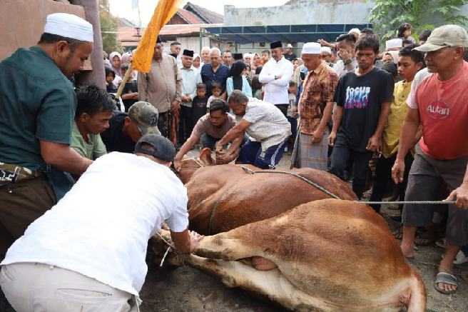 Kurban bantuan pemerintah pusat di Kelurahan Kotasintar Kabupaten Madina.