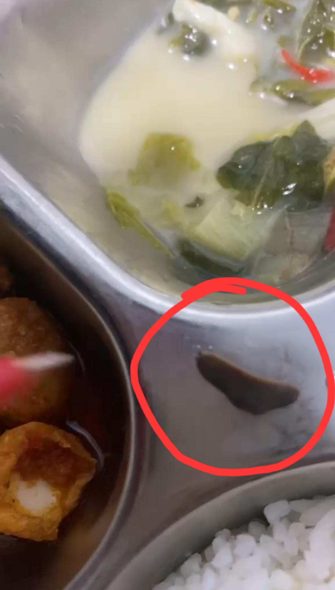 Viral! Heboh! Lintah Muncul di Menu MBG Siswa di Binjai Timur