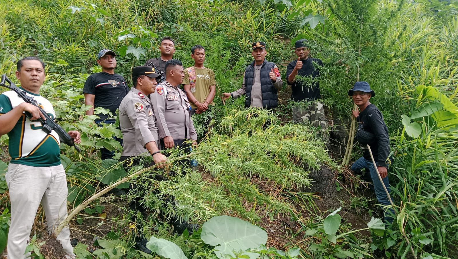 Polsek Kuala Berhasil Amankan Ladang Ganja di Desa Garunggang dan Seorang Pelaku