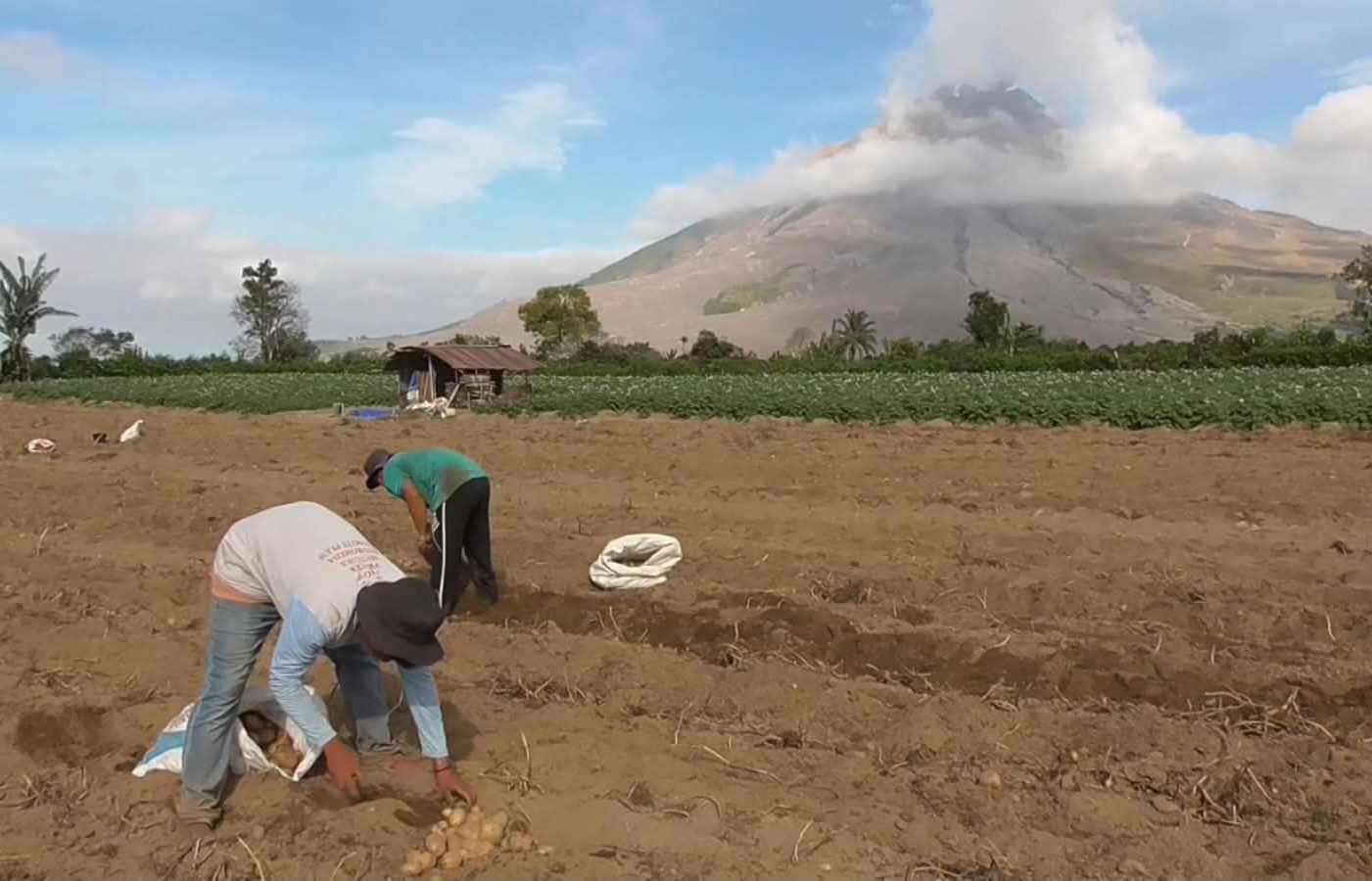 Para petani sekitar Gunung Sinabung tetap beraktivitas, Selasa (1/9/2026). Foto; Doddy Ferdiansyah/kitamedan.com