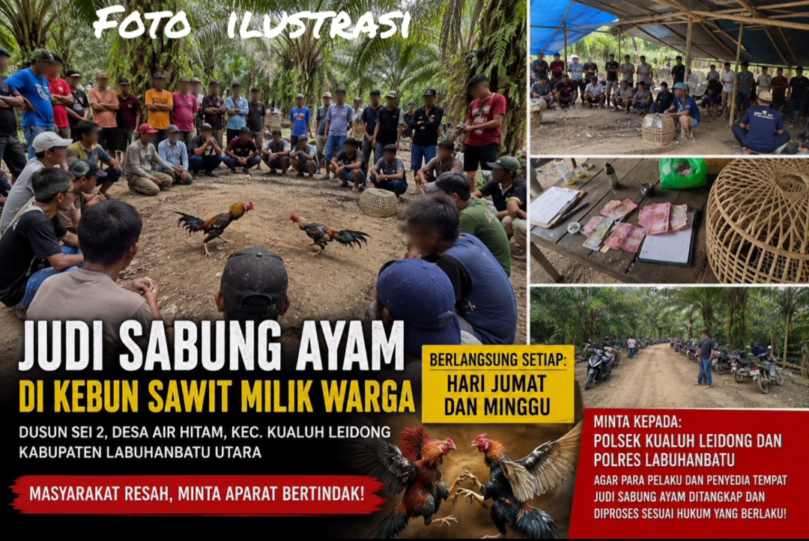 Warga Resah, Dugaan Judi Sabung Ayam Rutin Digelar di Kebun Sawit Sei 2 Air Hitam