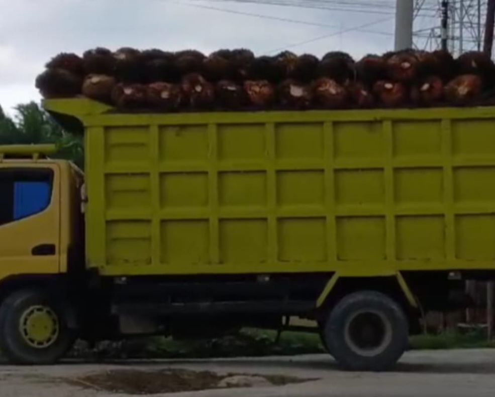 Surat Larangan Sudah Terbit, Truk Sawit dan Tronton Overload Tetap Melintas di Kualuh Leidong
